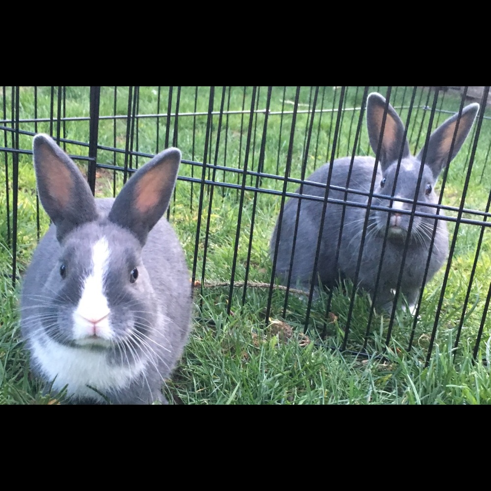 Meet your Posher, Janey